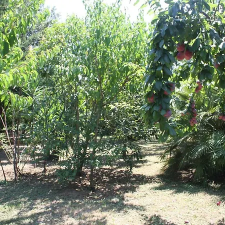 Il Boschetto Couette-café Porto SantʼElpidio