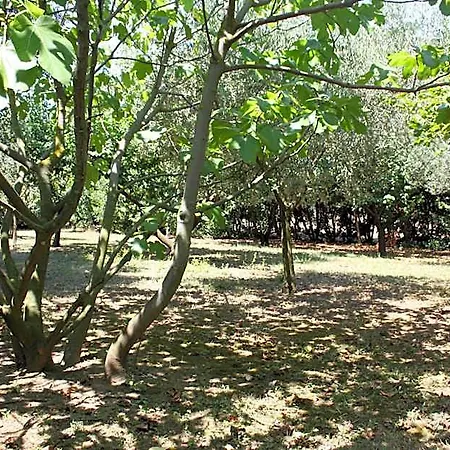 Il Boschetto Porto SantʼElpidio