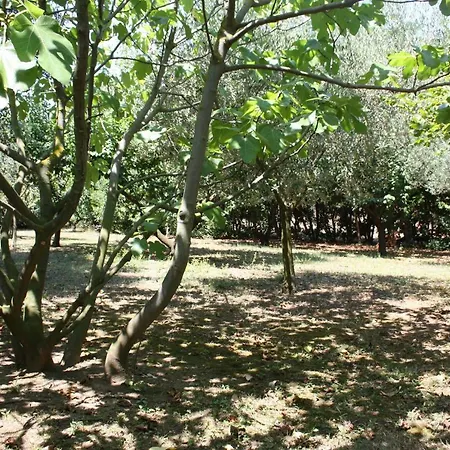 Il Boschetto Bed & Breakfast Porto Sant'Elpidio